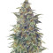 Vision Jack Auto (Vision Seeds)