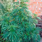 Purple Afghan Kush Seeds