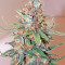 Big Band Max Auto (Kannabia Seeds)