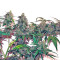 CBD Auto Compassion Lime feminizada