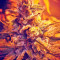 Chocolate Cream feminized seeds