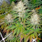 Dinachem feminized seeds