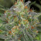 Semi femminizzati di Serious Kush