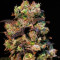 Taison Auto (VIP seeds)