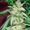 Graines de cannabis Wild Thailand Ryder Auto (World of Seeds)
