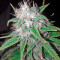 Wonder Woman feminized seeds
