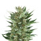 Royal Cheese Automatic (RQS)