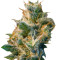 Smile Max Auto feminized seeds