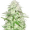 Sweet Harlem Diesel feminized seeds