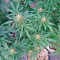 Lithium OG Kush (Nirvana Seeds)