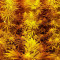 White Caramel Cookie feminized seeds