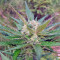 Graines de cannabis Sweet Cheese Auto (Sweet Seeds)