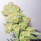 Graines de cannabis Y Griega CBD (Medical Seeds)