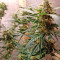 Auto Chocolate Skunk feminized seeds
