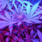 Critical Jack Herer Auto Seeds