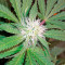 Semi femminizzati Chocolate Kush