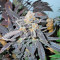 Kush`N`Cheese feminized seeds