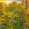 Pure Power Plant Seeds (Nirvana Seeds)