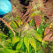 Semi femminizzati Purple Trainwreck