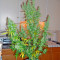 Sweet Coffee Ryder Seeds