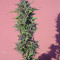 Y Griega feminized seeds