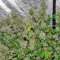 K-Train feminized seeds
