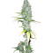 Afghani #1 regular (Sensi Seeds)