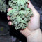 Sementes Feminizadas Critical Kush (Barney's Farm)