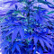 OG Kush feminized seeds (Dinafem Seeds)