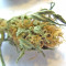 Purple Maroc feminized seeds