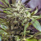 Semi regolari di White Widow