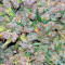 Blueberry regular (Dutch Passion)