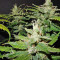 CBD Auto 1:1 (CBD Crack) feminized seeds