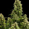 Graines de cannabis Diesel Automatic (RQS)