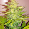 Graines de cannabis Ginger Punch Auto (Kannabia Seeds)