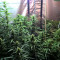 Semi femminizzati di Lemon Kush (Semi femminili)