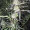 Graines de cannabis Pamir Gold (Dutch Passion)