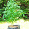 Pure Power Plant regular (Nirvana Seeds)