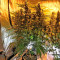Graines de cannabis Snow White (Nirvana Seeds)