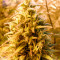 Graines de cannabis Cheesy Mist Tree (Teasy Mist Tree) (KFC Seeds)