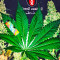 White Russian regular (Serious Seeds)