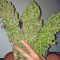 Skunk #11 (Dutch Passion)
