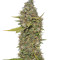 CBD Critical Cure Seeds