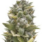 OG Kush Auto feminized seeds