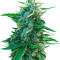 Sugar Black Rose Seeds
