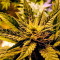 Afghan Kush feminized seeds