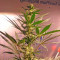Afghan Kush feminized seeds
