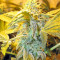 Thai Fantasy (Kannabia Seeds)