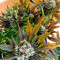 White Berry (Paradise Seeds)