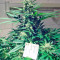 Jorge’s Diamonds #1 (Dutch Passion)